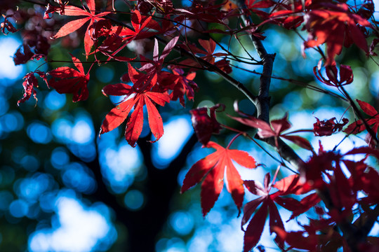 紅葉楓葉素材
