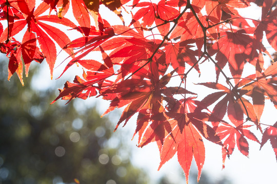紅葉楓葉素材