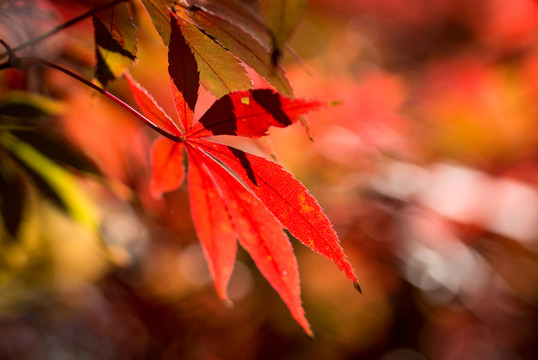 紅葉楓葉素材