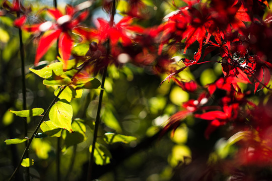 紅葉楓葉素材