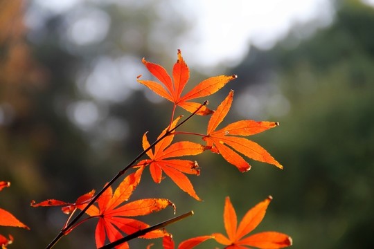 楓葉