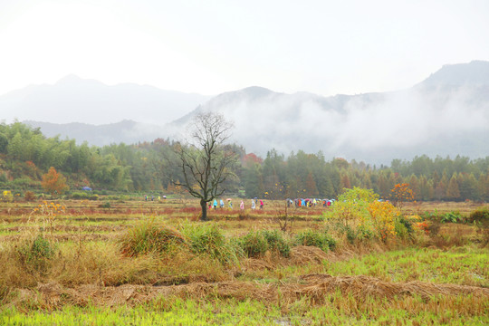 田野遠山云霧