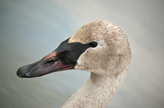 Trumpeter Swan與Muddy Beak