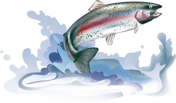 跳躍的鱒魚