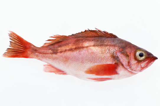 鱸魚。