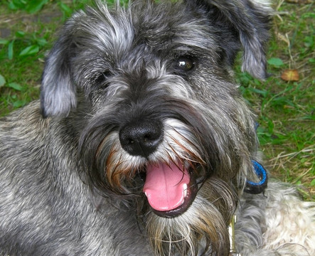 迷你雪納瑞犬