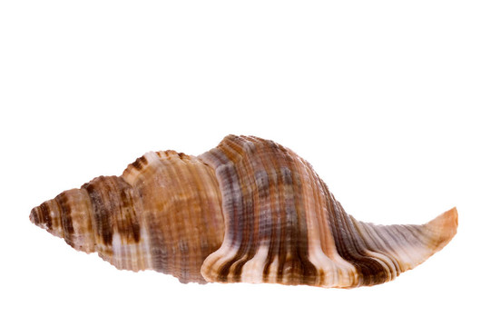 海貝殼