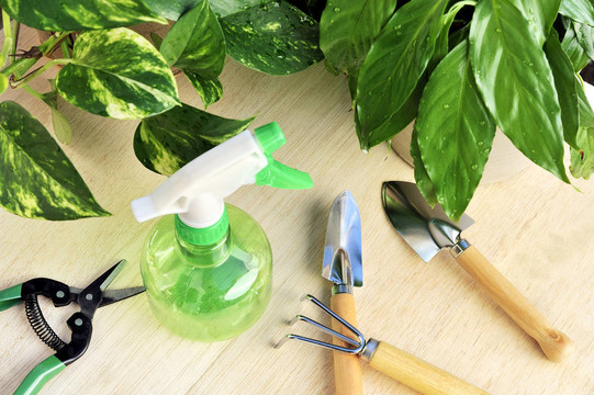 園藝工具和植物