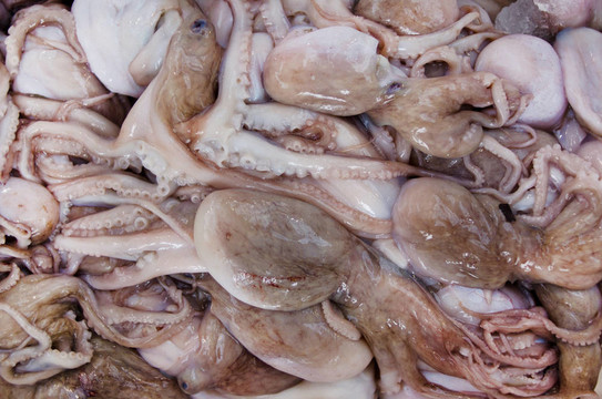 生吃章魚