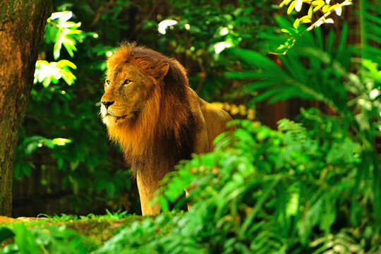 獅子王