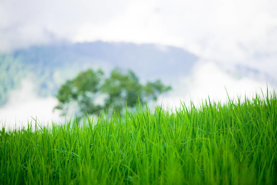 在山坡上的草