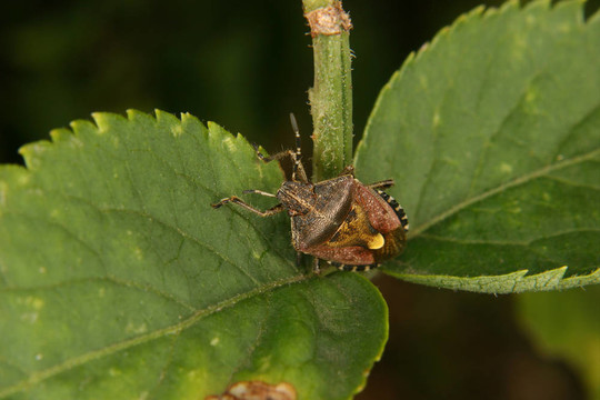 母蟲（Elasmucha grisea）