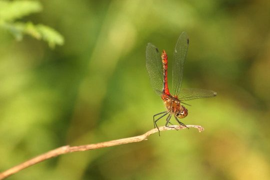 Ruddy Darter（sympetrum紅色）