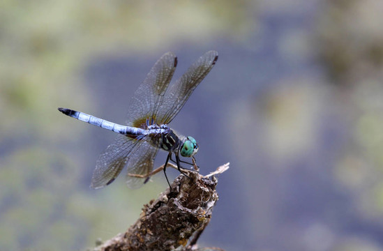 藍(lán)Dasher Dragonfly