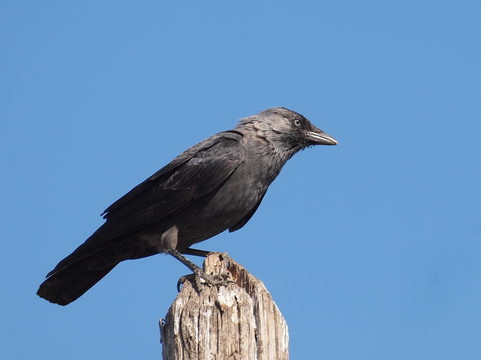 穴鳥；Corvus monedula