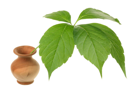Virginia的爬蟲(chóng)