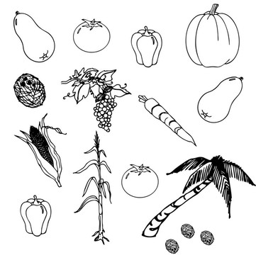 向量中的蔬菜