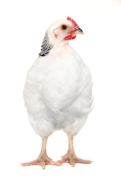 雞肉中分離