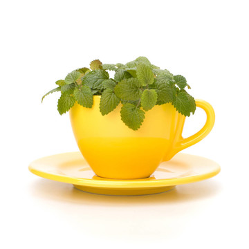 草藥薄荷茶