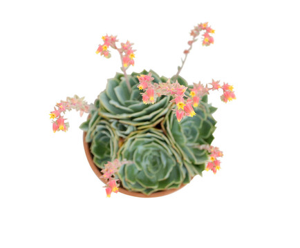 石蓮花