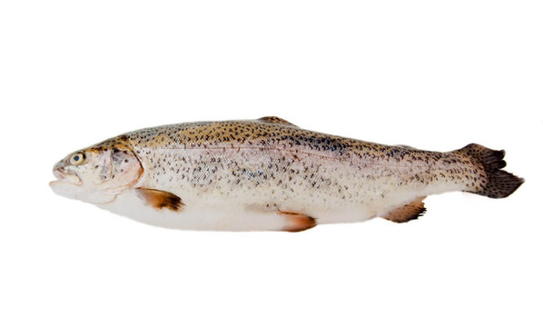 在白色背景上分離的新鮮鱒魚(yú)；河里的魚(yú)