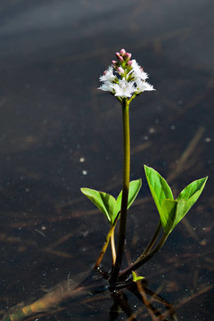 Bogbean（睡菜）