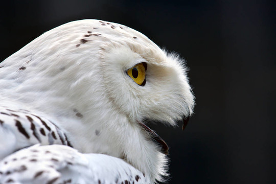 雪鸮（Bubo scandiacus）
