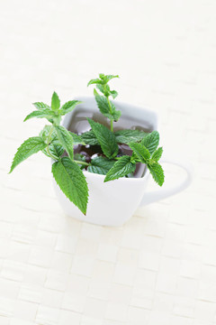 薄荷錫蘭茶