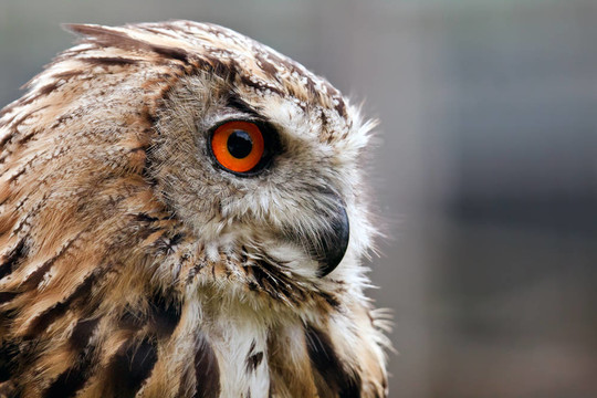 雕鸮（Bubo）