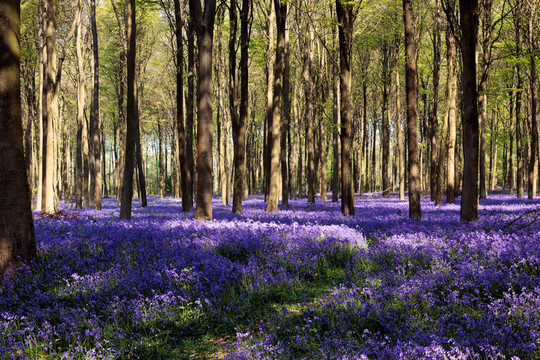 風(fēng)信子Wepham Woods