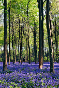 風(fēng)信子Wepham Woods