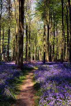 風(fēng)信子Wepham Woods