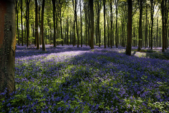 風(fēng)信子Wepham Woods
