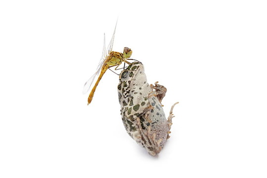 青蛙蜻蜓
