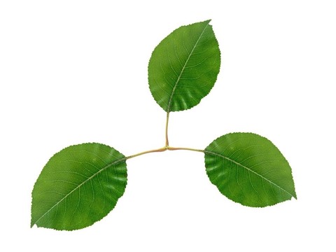 綠色的葉子