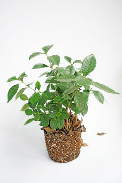 盆栽 綠色植物 藤編