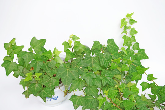 植物墻高清 藤蔓 綠葉背景