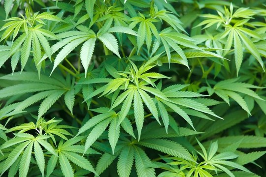 大麻植物