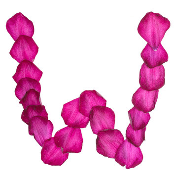 粉色的鐵線蓮花瓣形成字母W