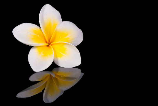 熱門預(yù)訂鮮花和reflecio