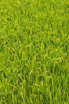 稻田