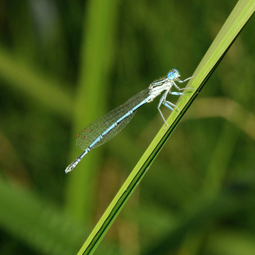 Azure Damselfly（Coenagrion puella）。藍蜻蜓