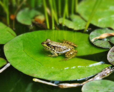 常見的水蛙