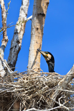 鸕鶿（Phalacrocorax carbo）巢