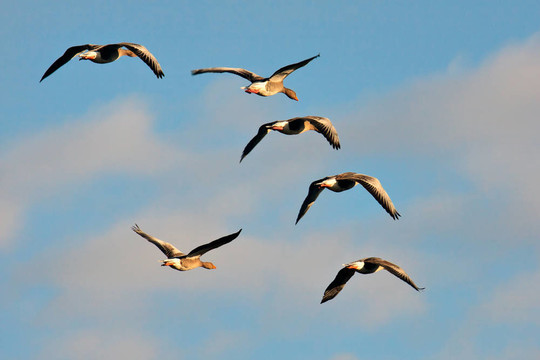 Greylag Geese（Anser anser）飛過沼澤埃塞克斯郡