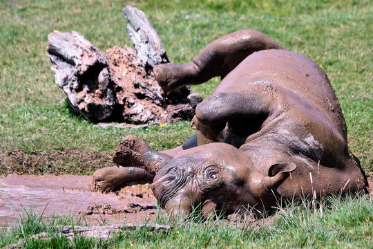 Rolling Rhinoceros（犀科）在Port Lympne野生動(dòng)物和野生動(dòng)物園