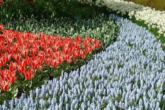 春季花壇