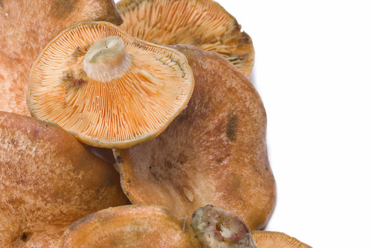 Lactarius deliciosus。