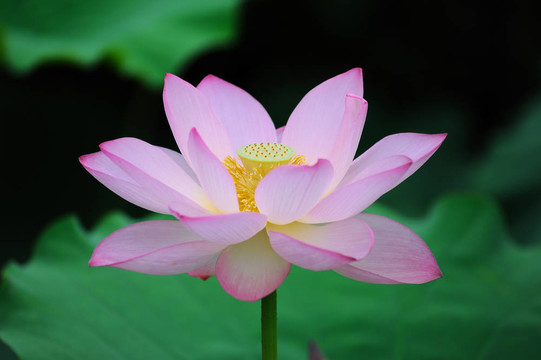 盛開的蓮花