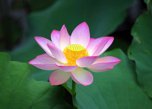 蓮花